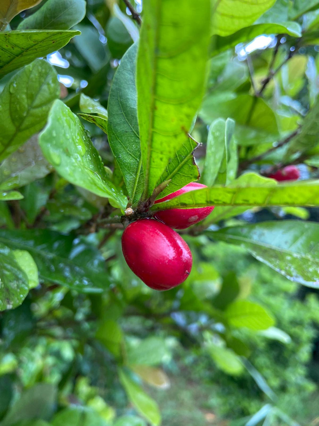 Taste Changes Without Sugar: How TasteCare Miracle Berry Tablets Work